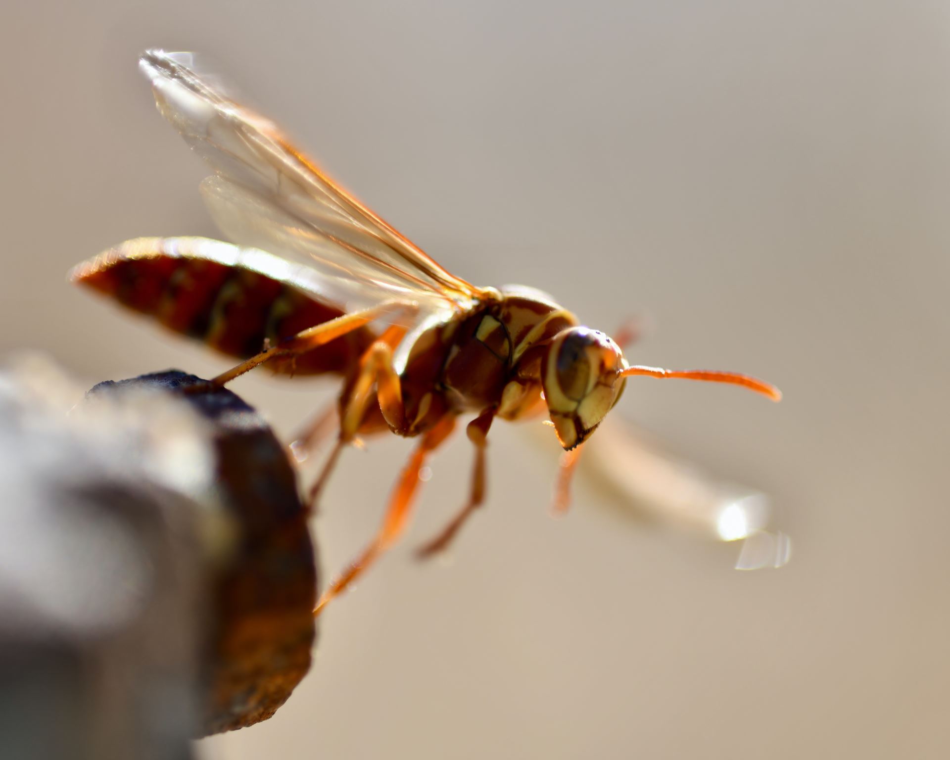 Insect bites and stings